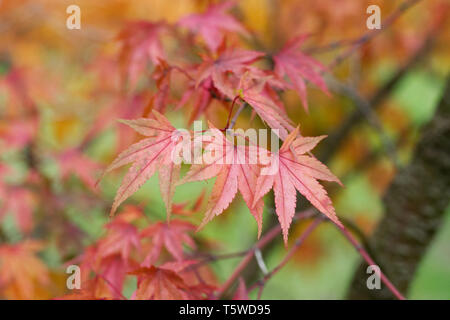 Acer palmatum 'Arakawa' le foglie in autunno. Foto Stock