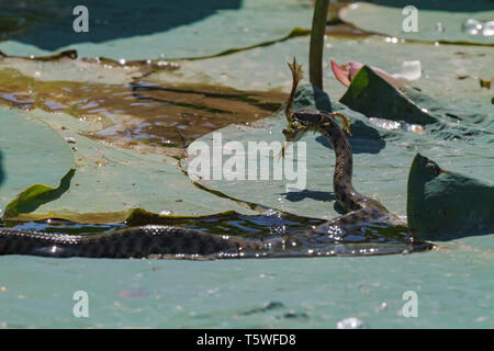 Il serpente a caccia di una rana. Volga. La Russia. Foto Stock