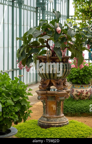 Medinilla Magnifica in vasi orientali in Embarcadere presso le Serre Reali di Laeken, composto da un complesso di un certo numero di serre. Foto Stock