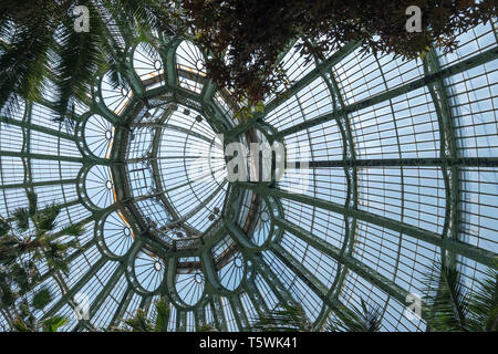 Tetto a cupola del giardino invernale presso le Serre Reali di Laeken. L'inverno case giardino delle palme, felci e esotico di piante fiorite. Foto Stock