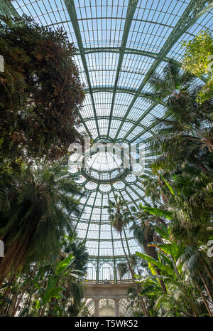 Tetto a cupola del giardino invernale presso le Serre Reali di Laeken. L'inverno case giardino delle palme, felci e esotico di piante fiorite. Foto Stock