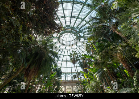 Tetto a cupola del giardino invernale presso le Serre Reali di Laeken. L'inverno case giardino delle palme, felci e esotico di piante fiorite. Foto Stock