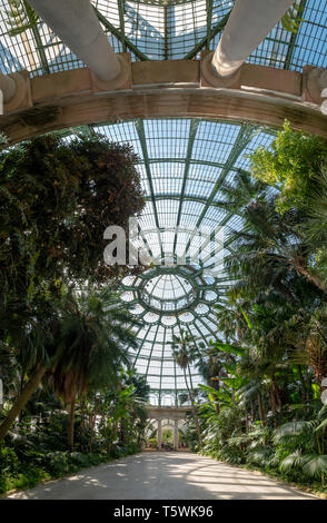 Tetto a cupola del giardino invernale presso le Serre Reali di Laeken. L'inverno case giardino delle palme, felci e esotico di piante fiorite. Foto Stock