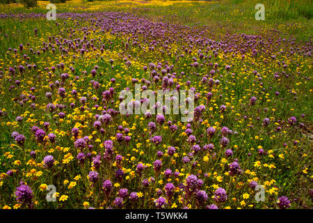Il gufo di trifoglio nel goldfields, Carrizo Plain monumento nazionale, California Foto Stock