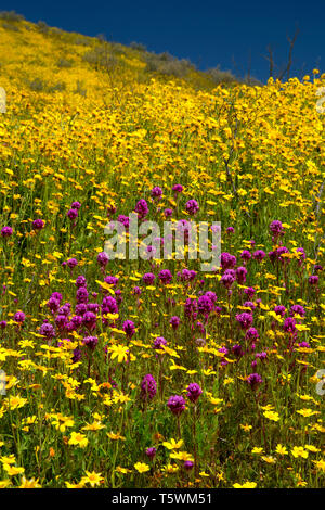 Il gufo di trifoglio in hillside margherite nella gamma Temblor, Carrizo Plain monumento nazionale, California Foto Stock