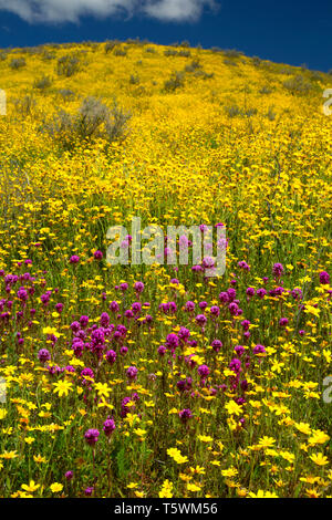 Il gufo di trifoglio in hillside margherite nella gamma Temblor, Carrizo Plain monumento nazionale, California Foto Stock