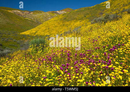 Il gufo di trifoglio in hillside margherite nella gamma Temblor, Carrizo Plain monumento nazionale, California Foto Stock