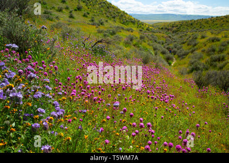 Il gufo di trifoglio in gamma Temblor, Carrizo Plain monumento nazionale, California Foto Stock