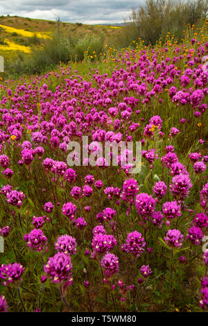 Il gufo di trifoglio in gamma Caliente pedemontana, Carrizo Plain monumento nazionale, California Foto Stock