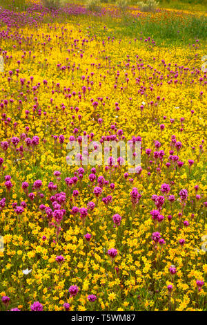 Il gufo di trifoglio nel goldfields, Carrizo Plain monumento nazionale, California Foto Stock