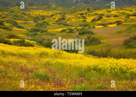 Il gufo di trifoglio in gamma Caliente pedemontana, Carrizo Plain monumento nazionale, California Foto Stock