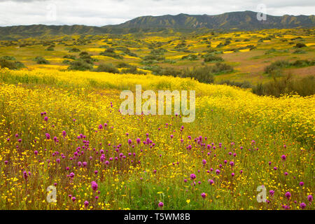 Il gufo di trifoglio in gamma Caliente pedemontana, Carrizo Plain monumento nazionale, California Foto Stock