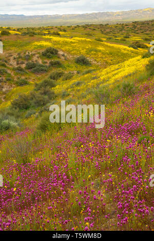 Il gufo di trifoglio in gamma Caliente pedemontana, Carrizo Plain monumento nazionale, California Foto Stock