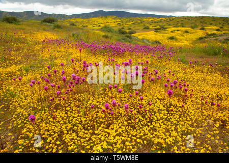 Il gufo di trifoglio in gamma Caliente pedemontana, Carrizo Plain monumento nazionale, California Foto Stock