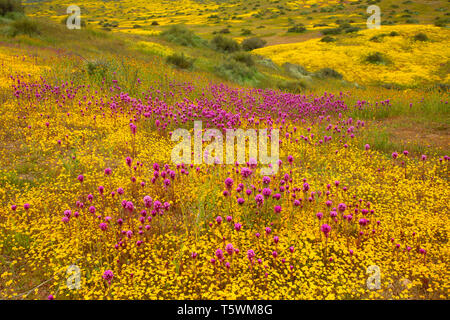 Il gufo di trifoglio in gamma Caliente pedemontana, Carrizo Plain monumento nazionale, California Foto Stock