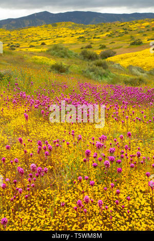 Il gufo di trifoglio in gamma Caliente pedemontana, Carrizo Plain monumento nazionale, California Foto Stock