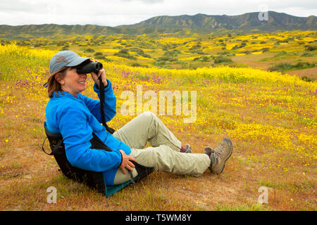 Visualizzazione di fiori selvaggi nella gamma Caliente pedemontana, Carrizo Plain monumento nazionale, California Foto Stock