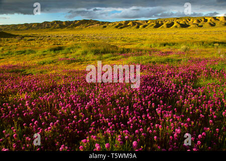 Il gufo di Clover di Temblor gamma, Carrizo Plain monumento nazionale, California Foto Stock