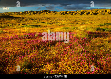 Il gufo di Clover di Temblor gamma, Carrizo Plain monumento nazionale, California Foto Stock