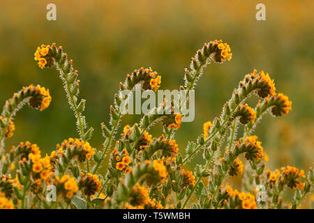 Fiddlenecks, Carrizo Plain monumento nazionale, California Foto Stock