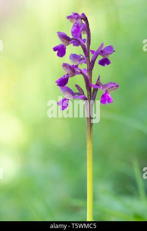 Bella Anacamptis morio verde-alato verde aka venata di orchidee. In habitat naturali. Un gambo di fiore su sfondo sfocato. Foto Stock