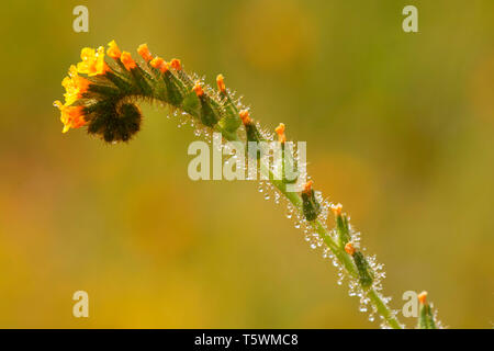 Fiddlenecks, Carrizo Plain monumento nazionale, California Foto Stock