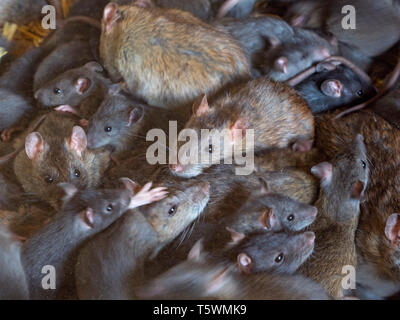 Brown ratti Rattus norvegicus in Fattoria Barn Foto Stock