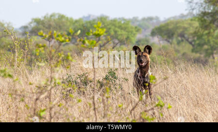 African Wild Dog Dog verniciato Foto Stock