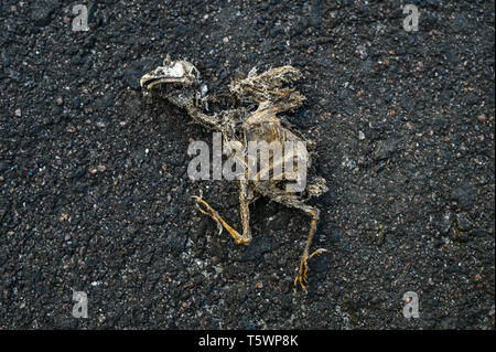 Corpo di un uccello morto sulla strada. Secchi morti piatto chic. Uccello morto sulla strada Foto Stock