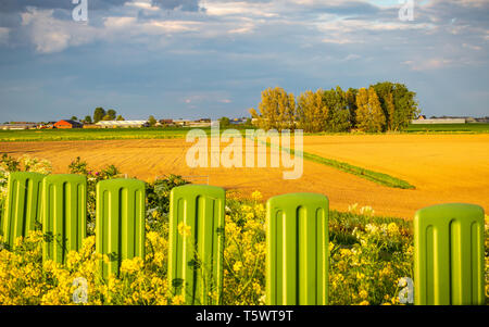 Aprire l'agricoltura erba terra nei Paesi Bassi la preparazione per le colture estive Foto Stock