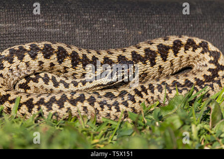 Il sommatore (Vipera berus) marrone chiaro con corpo nero a zig zag marcature lungo il centro del dorso. Femminile più grandi ha mostrato rosso verticale alunni e lingua biforcuta. Foto Stock