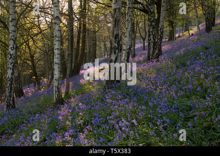 Tappeto di Bluebells sulla banca di bosco in Kent, Regno Unito Foto Stock