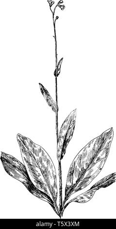 Una foto mostra un ramo e fiore di Wild Comfrey conosciuta anche come Consolida. Si tratta di un'erba importante nel giardinaggio organico avente molte Illustrazione Vettoriale