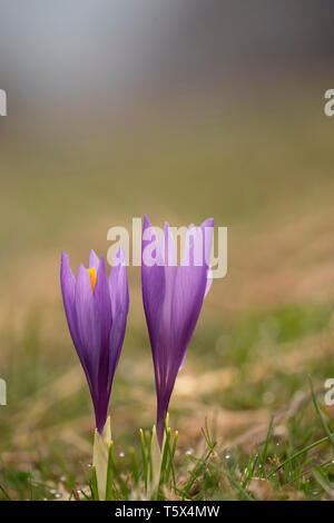 Crocus selvatici, crescente sul pascolo alto nelle montagne balcaniche Foto Stock