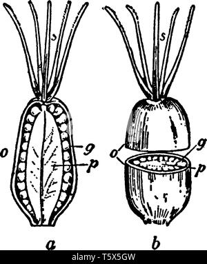 Un'immagine del pistillo, riproduttiva femminile parte del fiore, dal mouse-ear chickweed, vintage disegno della linea di incisione o illustrazione. Illustrazione Vettoriale