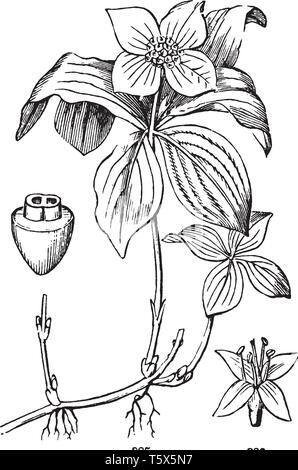 Una foto mostra fiore. Questo è il fiore del Sanguinello o Corniolo. Essa appartiene alla famiglia Cornaceae. Questi fiori hanno quattro petali e ha wh Illustrazione Vettoriale