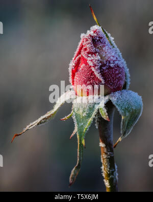 Bella immagine macro di un rosa congelato ricoperto di fiori con cristalli di brina catturati durante l'alba nella calda luce del mattino Foto Stock