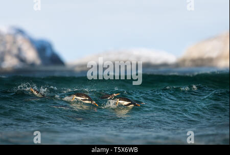 Close up dei pinguini di Gentoo (Pygoscelis papua) immersioni in acqua. Foto Stock