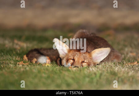 Close up di un rosso giovane volpe (Vulpes vulpes) prendendo un pisolino, UK. Foto Stock