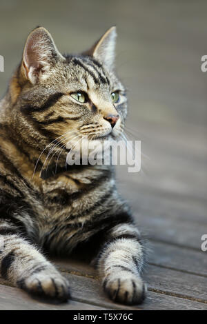 Close up di un tabby Gatto sdraiato in giardino Foto Stock