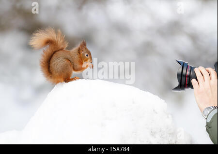 Scattare una foto di un scoiattolo rosso seduta nella neve in inverno, Inghilterra. Foto Stock