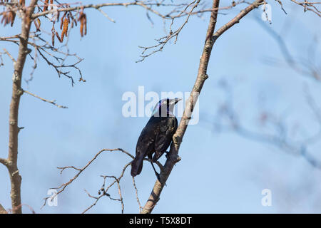 Grackle comune (Quiscalus quiscula) settentrionale della migrazione degli uccelli da sud-est a nord Wisconsin. Foto Stock
