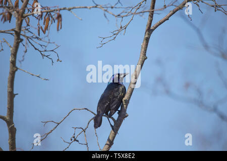 Grackle comune (Quiscalus quiscula) settentrionale della migrazione degli uccelli da sud-est a nord Wisconsin. Foto Stock