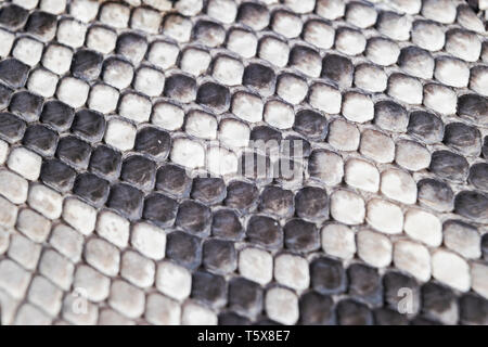 La struttura naturale della pelle di serpente pattern. Piton sfondo della pelle. Python la texture della pelle dello sfondo. La texture della pelle vera pelle di serpente. Texture di serpente Foto Stock
