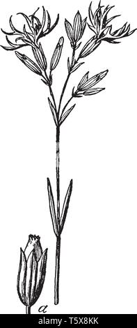 Una foto che mostra il cuculo fiore, comunemente noto come cardamine pratensis. Essa appartiene alla famiglia Brassicaceae. Questa è la signora smock fiore. Esso bearin Illustrazione Vettoriale