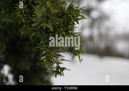 Un close-up di aghi di pino con un nevoso inverno sfondo. Foto Stock