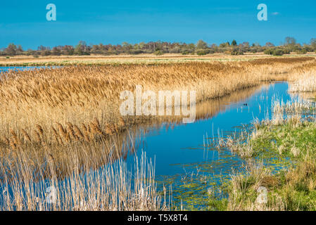 Il caldo sole di sera hits canneti a Wicken Fen nella Riserva Naturale del Cambridgeshire, East Anglia, Inghilterra, Regno Unito. Foto Stock