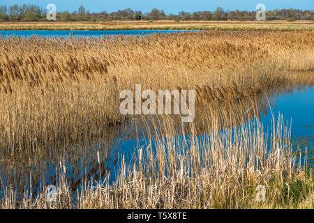 Il caldo sole di sera hits canneti a Wicken Fen nella Riserva Naturale del Cambridgeshire, East Anglia, Inghilterra, Regno Unito. Foto Stock