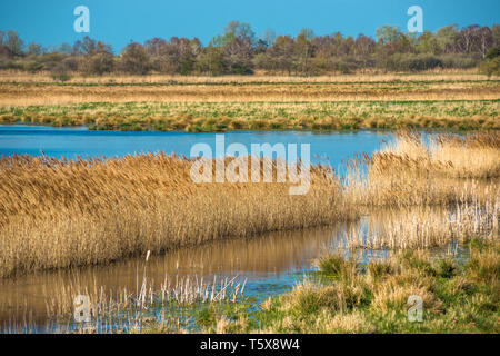 Il caldo sole di sera hits canneti a Wicken Fen nella Riserva Naturale del Cambridgeshire, East Anglia, Inghilterra, Regno Unito. Foto Stock