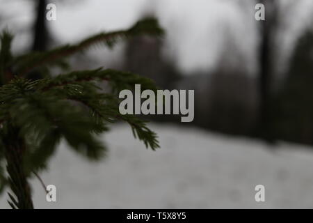 Un close-up di aghi di pino con un sfondo innevato. Foto Stock